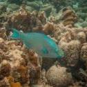 Queen parrotfish  18 Pine, Bonaire, © 2011 Bob Hahn, Olympus E-520 Canera, 11-22 mm Lens OLYMPUS 11-22mm Lens at 22 mm, ISO: ISO 200 Exposure: 1/60 @ f/5.6