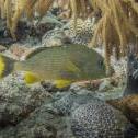 Caesar Grunt  Tori's Reef, Bonaire, © 2011 Bob Hahn, Olympus Pen E-PL2, 14-42 mm Lens OLYMPUS M.14-42mm F3.5-5.6 II at 26 mm, ISO: ISO 400 Exposure: 1/60 @ f/8