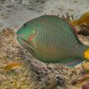 Stoplight Parrotfish  Tori's Reef, Bonaire, © 2011 Bob Hahn, Olympus Pen E-PL2, 14-42 mm Lens OLYMPUS M.14-42mm F3.5-5.6 II at 42 mm, ISO: ISO 400 Exposure: 1/160 @ f/8