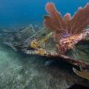 City of Washington  Elbow Reef, Key Largo, Florida, United States, © 2007 Bob Hahn, Olympus e-410, 7-14mm Lens 7.0-14.0 mm f/4.0 at 7 mm, ISO: ISO 100 Exposure: 1/100@f/6.3
