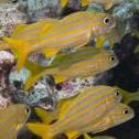 Molasses Reef, Key Largo, Florida, United States, , Olympus e410 50.0 mm f/2.0 at 50 mm, ISO: ISO 200 Exposure: 1/160@f/10