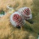 Tubeworm  Molasses Reef, Key Largo, Florida, United States, , Olympus e410 50.0 mm f/2.0 at 50 mm, ISO: ISO 200 Exposure: 1/100@f/14