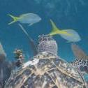 Sea Turtle  Molasses Reef, Key Largo, Florida, United States, , Olympus e410 50.0 mm f/2.0 at 50 mm, ISO: ISO 200 Exposure: 1/60@f/9