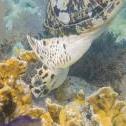 Sea Turtle  Molasses Reef, Key Largo, Florida, United States, , Olympus e410 50.0 mm f/2.0 at 50 mm, ISO: ISO 200 Exposure: 1/60@f/9