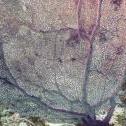 Dry Rocks, Key Largo, Florida United States, © 2015 Bob Hahn, Olympus OM-D/E-M5 Mark II OLYMPUS M.12-40mm F2.8 at 25 mm, ISO: ISO 400 Exposure: 1/80@f/10