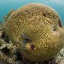 Elbow Reef, Key Largo, Florida United States, © 2015 Bob Hahn, Olympus OM-D/E-M5 Mark II OLYMPUS M.8mm F1.8 at 8 mm, ISO: ISO 800 Exposure: 1/80@f/6.3