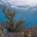Elbow Reef, Key Largo, Florida United States, © 2015 Bob Hahn, Olympus OM-D/E-M5 Mark II OLYMPUS M.8mm F1.8 at 8 mm, ISO: ISO 800 Exposure: 1/125@f/14