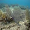 Elbow Reef, Key Largo, Florida United States, © 2015 Bob Hahn, Olympus OM-D/E-M5 Mark II OLYMPUS M.8mm F1.8 at 8 mm, ISO: ISO 800 Exposure: 1/125@f/9