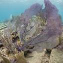 Elbow Reef, Key Largo, Florida United States, © 2015 Bob Hahn, Olympus OM-D/E-M5 Mark II OLYMPUS M.8mm F1.8 at 8 mm, ISO: ISO 800 Exposure: 1/125@f/7.1
