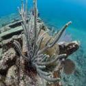 Elbow Reef, Key Largo, Florida United States, © 2015 Bob Hahn, Olympus OM-D/E-M5 Mark II OLYMPUS M.8mm F1.8 at 8 mm, ISO: ISO 800 Exposure: 1/125@f/7.1