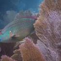 Molasses Reef, Key Largo, Florida United States, © 2015 Bob Hahn, Olympus OM-D/E-M5 Mark II OLYMPUS M.14-42mm F3.5-5.6 II at 34 mm, ISO: ISO 400 Exposure: 1/100@f/9