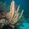 Three A's Reef, Key Largo, Florida United States, © 2015 Bob Hahn, Olympus OM-D/E-M5 Mark II OLYMPUS M.7-14mm F2.8 at 12 mm, ISO: ISO 400 Exposure: 1/60@f/11