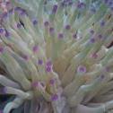Sea anemone Underwater Tire Reef, Oranjestad, , Aruba, , Olympus e410 50.0 mm f/2.0 at 50 mm, ISO: ISO 200 Exposure: 1/60@f/13