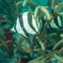 Banded butterflyfish  Pilot Ship Wreck, Oranjestad,  Aruba, © 2016 Bob Hahn, Olympus OMD/E-M1 OLYMPUS M.12-40mm F2.8 at 40 mm, ISO: ISO 200 Exposure: 1/125@f/5