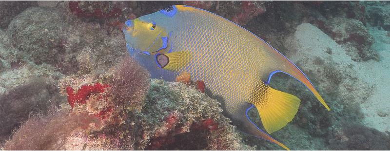 Queen angelfish Harbour Reef Aruba