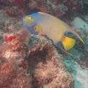Queen angelfish  Harbour Reef, Oranjestad,  Aruba, © 2016 Bob Hahn, Olympus OMD/E-M1 OLYMPUS M.12-40mm F2.8 at 40 mm, ISO: ISO 400 Exposure: 1/125@f/9