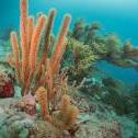 Barcadera Reef, Oranjestad,  Aruba, © 2016 Bob Hahn, Olympus OMD/E-M1 OLYMPUS 8mm Lens at 8 mm, ISO: ISO 400 Exposure: 1/125@f/10