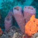 Dantchi's Delight Reef, Oranjestad,  Aruba, © 2016 Bob Hahn, Olympus OMD/E-M1 OLYMPUS M.12-40mm F2.8 at 40 mm, ISO: ISO 400 Exposure: 1/160@f/9