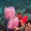 Bali Reef, Oranjestad,  Aruba, © 2016 Bob Hahn,  OLYMPUS M.12-40mm F2.8 at 36 mm, ISO: ISO 400 Exposure: 1/160@f/9