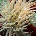 Sea anemone  Bali Reef, Oranjestad,  Aruba, © 2016 Bob Hahn,  OLYMPUS M.12-40mm F2.8 at 40 mm, ISO: ISO 400 Exposure: 1/160@f/8