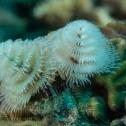 Tubeworm  Mas Bango Reef, Oranjestad,  Aruba, © 2016 Bob Hahn,  OLYMPUS M.60mm F2.8 Macro at 60 mm, ISO: ISO 400 Exposure: 1/160@f/10