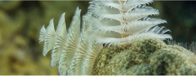 Tubeworm  Mas Bango Reef Aruba