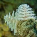 Tubeworm  Mas Bango Reef, Oranjestad,  Aruba, © 2016 Bob Hahn,  OLYMPUS M.60mm F2.8 Macro at 60 mm, ISO: ISO 400 Exposure: 1/125@f/9