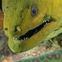 Green moray  Mas Bango Reef, Oranjestad,  Aruba, © 2016 Bob Hahn,  OLYMPUS M.60mm F2.8 Macro at 60 mm, ISO: ISO 400 Exposure: 1/125@f/9