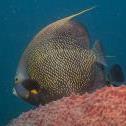 French angelfish  De Palm Slope, Oranjestad, , Aruba, © 2016 Bob Hahn,  OLYMPUS M.12-40mm F2.8 at 40 mm, ISO: ISO 400 Exposure: 1/100@f/7.1