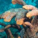 Barcadera Reef , Oranjestad, , Aruba, © 2016 Bob Hahn,  OLYMPUS M.12-40mm F2.8 at 40 mm, ISO: ISO 400 Exposure: 1/125@f/9