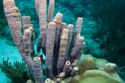 <?=$albums[$i]['title']?>