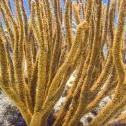 Bachelor's Beach, , , Bonaire, © 2011 Bob Hahn, Olympus TG-810  at 5 mm, ISO: ISO 80 Exposure: 1/125 @ f/3.9