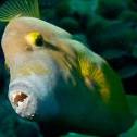 Trunkfish  North Belnem, Bonaire, © 2011 Bob Hahn, Olympus Pen E-PL2, 14-42mm Lens OLYMPUS M.14-42mm F3.5-5.6 II at 30 mm, ISO: ISO 200 Exposure: 1/60 @ f/8