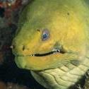 Green moray  Mas Bango Reef, Oranjestad,  Aruba, © 2016 Bob Hahn,  OLYMPUS M.60mm F2.8 Macro at 60 mm, ISO: ISO 400 Exposure: 1/125@f/9