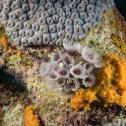 Tubeworm De Palm Slope, Oranjestad, , Aruba, © 2016 Bob Hahn,  OLYMPUS M.12-40mm F2.8 at 40 mm, ISO: ISO 400 Exposure: 1/125@f/13