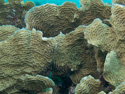 Aruba