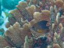 Aruba