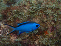 Aruba