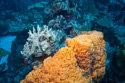 Bonaire