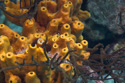 Bonaire