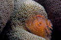 Bonaire